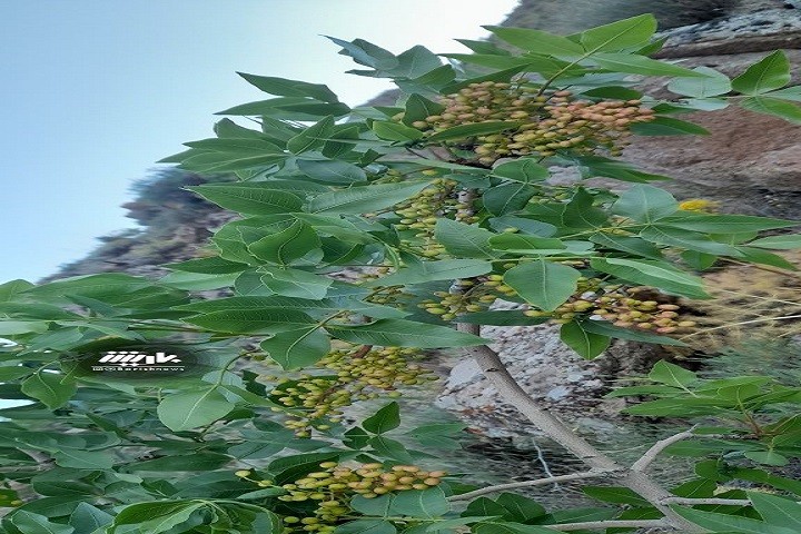 تصویری از درخت پسته کوه المهدی