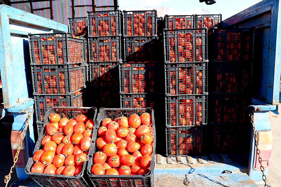  2هزار و 500 تومان حداقل قیمت گوجه‌فرنگی در میدان تره‌بار ارومیه  