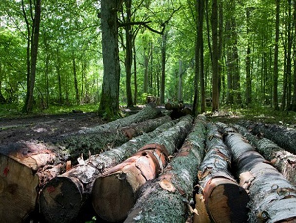 قاچاق چوب در محدوده محیط زیست