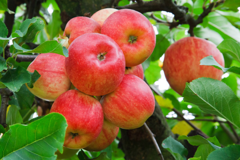 افت و خیزصادرات سیب در آذربایجان غربی 