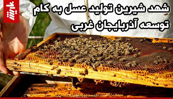 شهد شیرین تولید عسل به کام توسعه آذربایجان غربی 