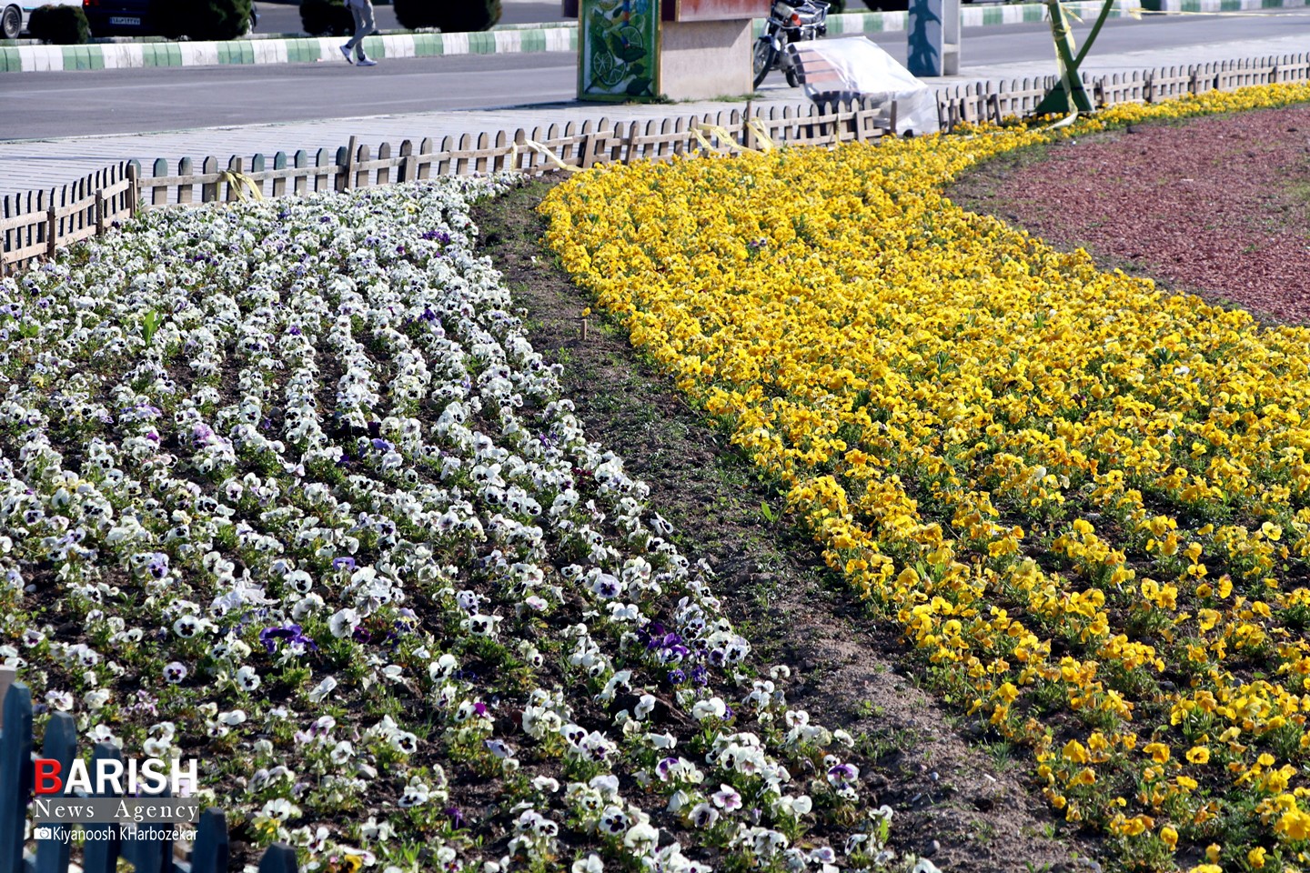 گل های بهاری گوللرباغی "پارک دانشجو" در قرنطینه