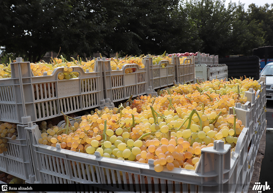  واردات گوجه‌فرنگی و انگور به ارومیه ممنوع است