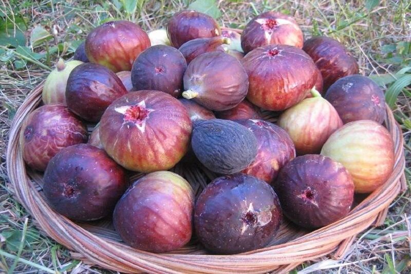 عاقبت نامعلوم صادرات میوه‌های آذربایجان‌غربی