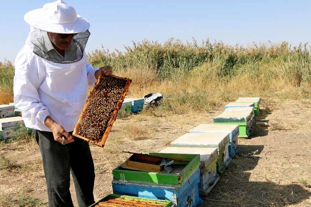 ظرفیت فراموش شده اقتصاد شیرین در آذربایجان‌غربی