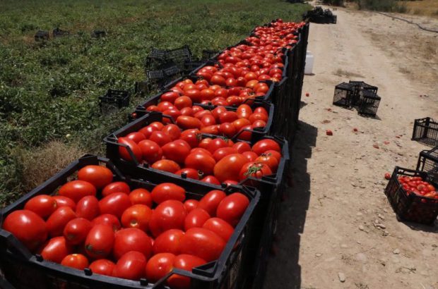 محدودیتی برای خرید و فروش گوجه فرنگی وجود ندارد