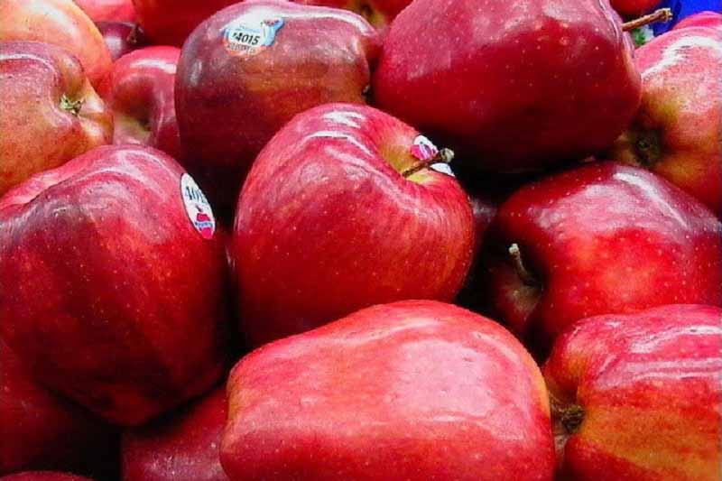 سیب‌های غیر ارگانیک درهای صادرات را بست