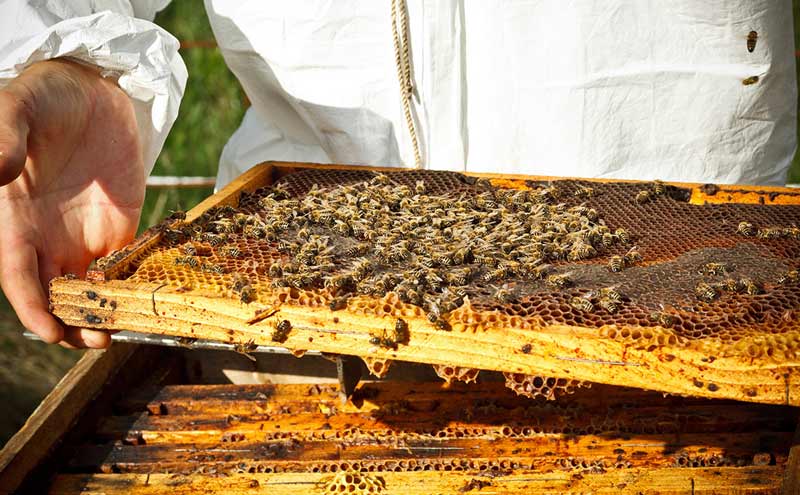 تجارت چمدانی عسل به ضرر تولیدکننده داخلی است