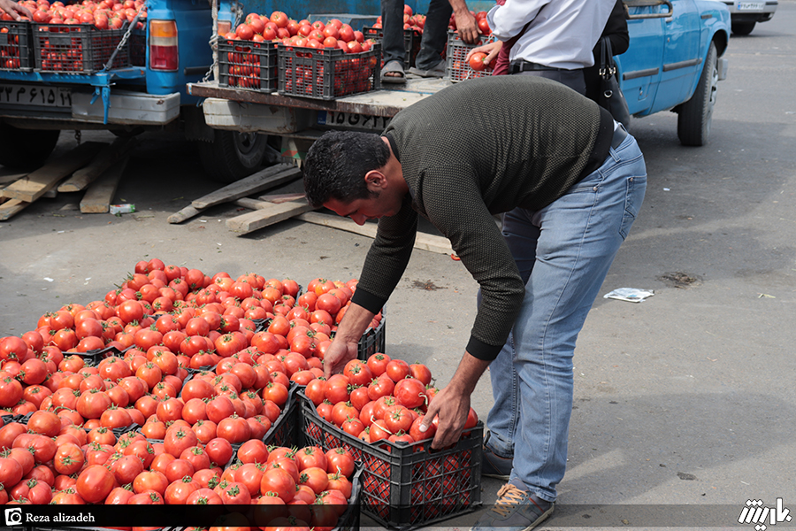 مرتفع شدن مشکل گوجه‌کاران با آغاز صادرات در ارومیه