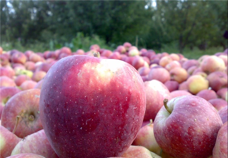 عرضه سیب ارومیه در بازار مظلوم واقع شده است