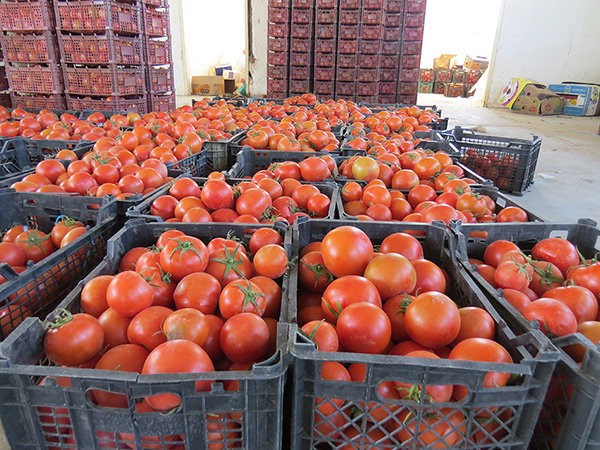 قیمت گوجه‌فرنگی در ارومیه کاهش می‌یابد
