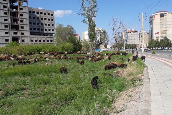 محدوده شهر ارومیه مکانی برای چرای گوسفندان/ چه کسی پاسخگو است!