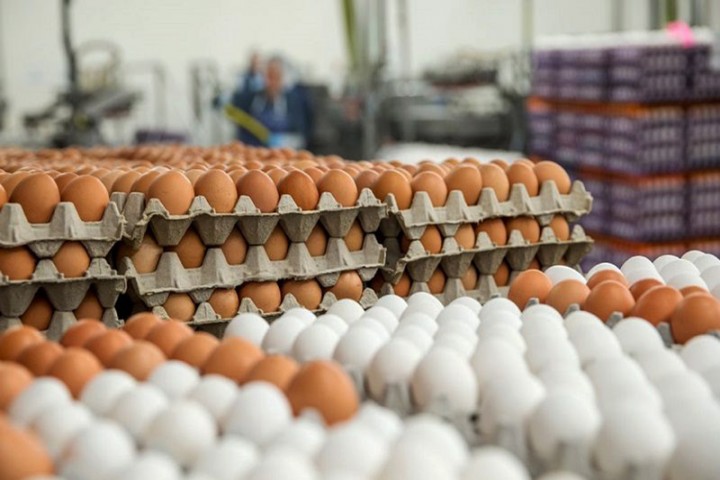 تخم مرغ هم از سفره مردم برچیده شد