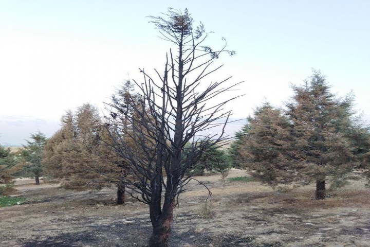 خشک شدن درختان پارک جنگلی ارومیه ؛ معضلی دردناک که از چشم مسئولان پنهان مانده است