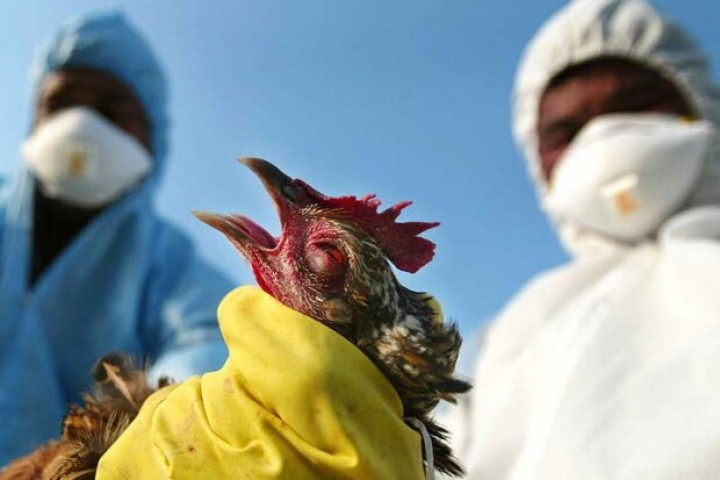 زنگ خطر شیوع بیماری آنفلانزای فوق حاد پرندگان در آذربایجان‌غربی