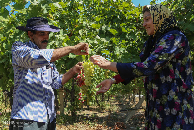 برداشت انگور از باغات آذربایجان غربی آغاز شد/رتبه چهارم استان در تولید انگور در کشور