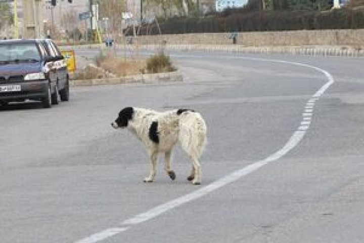 خیابان‌ها و کوچه‌های ارومیه محل جولان سگ‌های ولگرد/ بی‌توجهی مسئولان نسبت به جمع‌آوری آن‌ها
