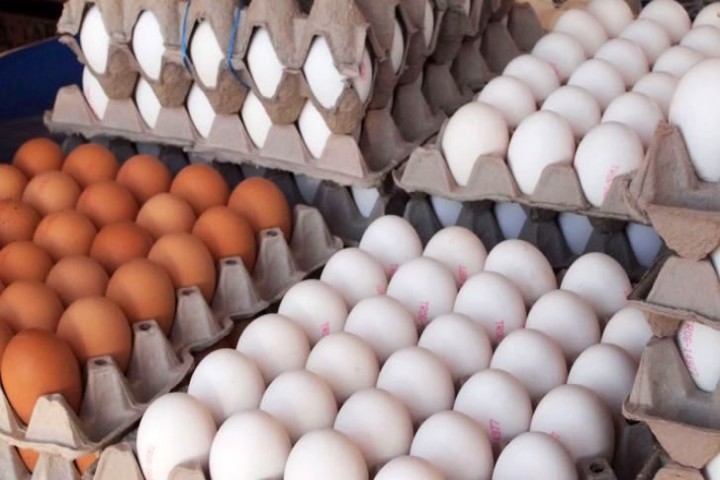 واردات ۱۰ هزار تن تخم مرغ برای ثبات بازار