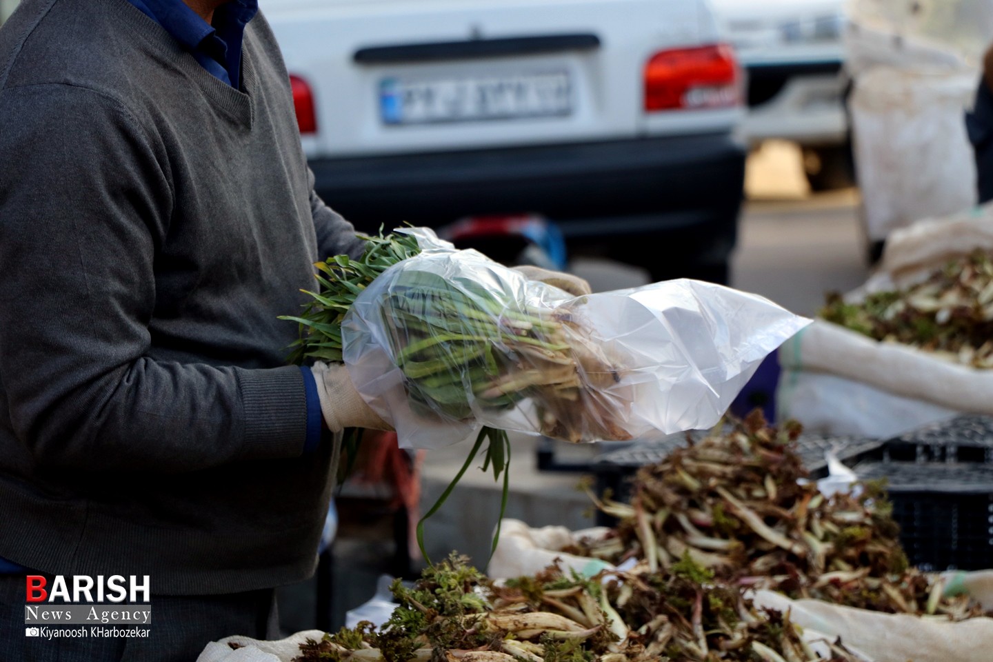 آغاز فصل برداشت و فروش گیاهان کوهی خوراکی در ارومیه