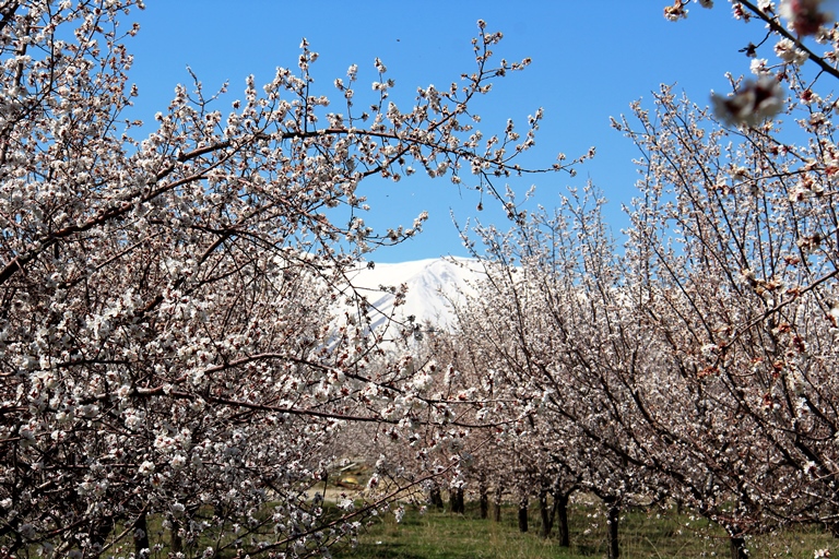 ارومیه با شکوفه های زرد بیدمشک به استقبال بهار می رود