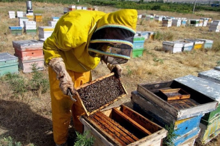 حمایت، کام تولیدکنندگان عسل را شیرین‌ می‌کند