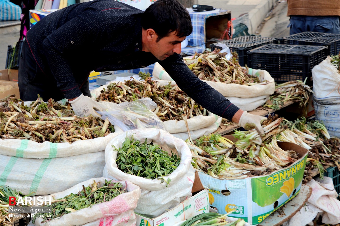 آغاز فصل برداشت و فروش گیاهان کوهی خوراکی در ارومیه