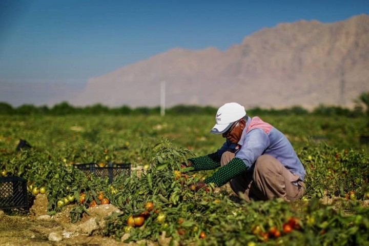 دست دلالان در جیب کشاورزان آذربایجان غربی