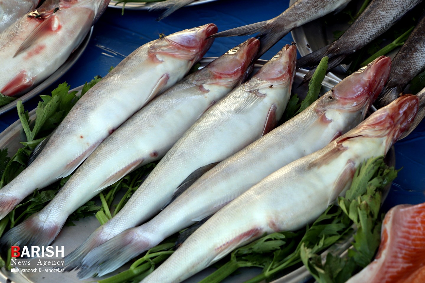 بازار ماهی فروشان ارومیه