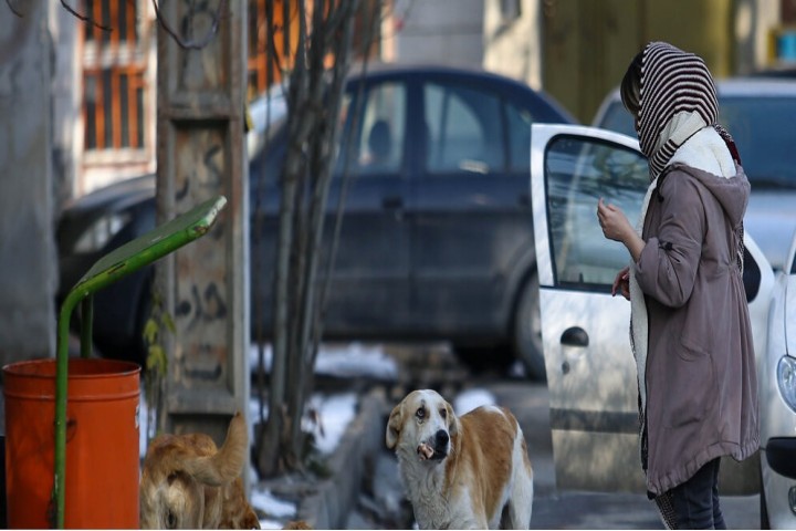 گلایه‌های مردمی از جولان سگ‌های بی‌پناه در ارومیه