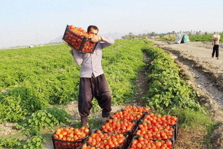 لزوم حمایت از محصول گوجه‌فرنگی در آذربایجان‌غربی