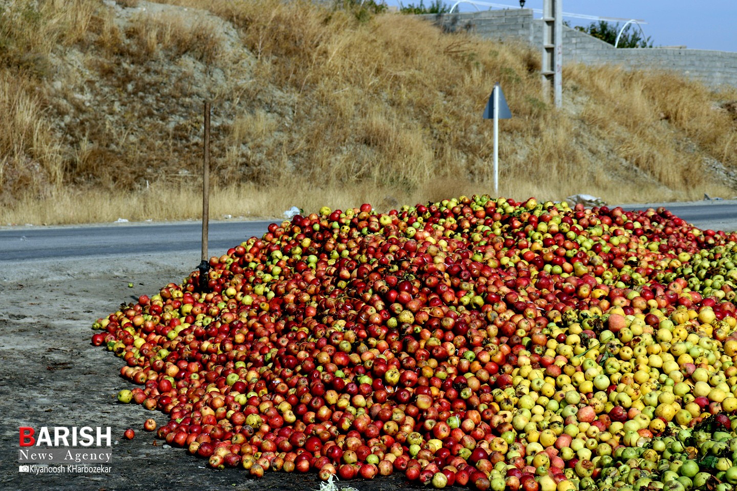 انباشت سیب در کنار جاده ها / ارومیه