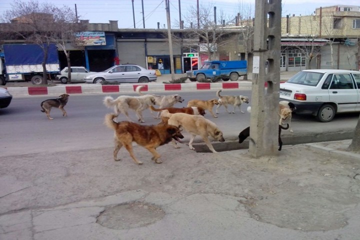 جولان سگ ها در خیابان های ارومیه زیر سایه بی توجهی مسئولان مربوطه