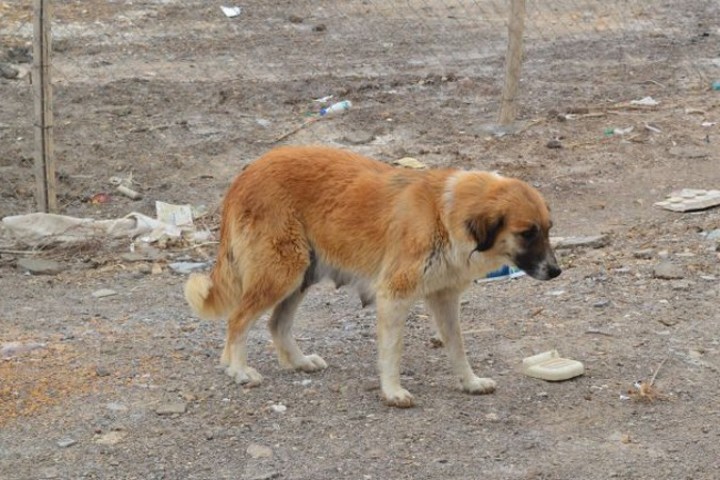 ضرورت ساماندهی سگ های خیابانی در ارومیه از سوی مسئولان شهری