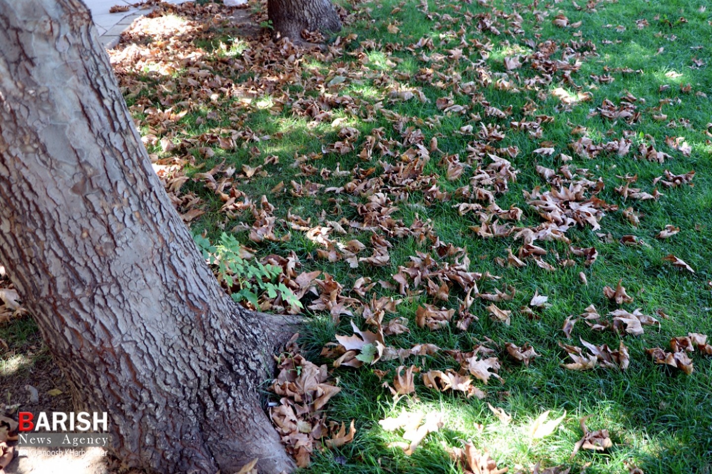 خودنمایی پاییز با تغییر رنگ برگ درختان