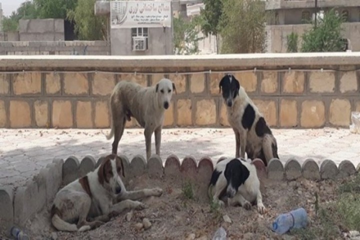 کلاف سردرگم ساماندهی سگ‌های ولگرد در ارومیه/مردم در انتظار تدبیری از سوی مسئولین