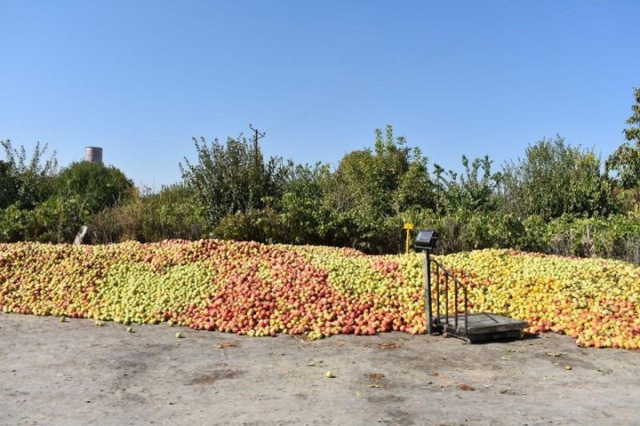خطرِ انباشت سیب در روزهای کرونایی