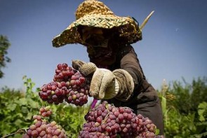 پای لنگ کشاورزی آذربایجان در نبود صنعت