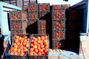  2هزار و 500 تومان حداقل قیمت گوجه‌فرنگی در میدان تره‌بار ارومیه  