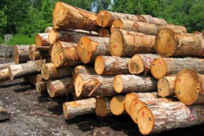 جلوگیری از قاچاق 410 تن چوب 