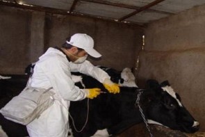 اعمال کنترل حداکثری در پیشگیری از بیماری تب برفکی در استان اعمال کنترل حداکثری در پیشگیری از بیماری تب برفکی در استان