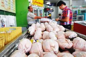 بازار پر تلاطم گرانی مرغ در ارومیه