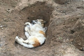 تایید سگ کشی در ائل باغی تبریز/سگ های کشته شده رام بودند+تصاویر