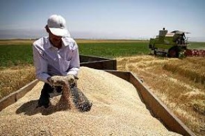 پیش بینی خرید 590 هزار تن گندم تولیدی استان توسط مراکز خرید دولتی در سال 95