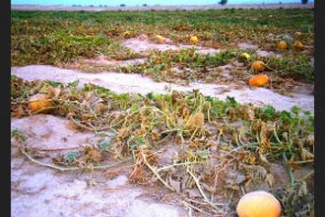 خسارت بارندگی ها به بخش کشاورزی آذربایجان‌ غربی