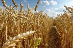 افزایش کشت گندم در آذربایجان غربی