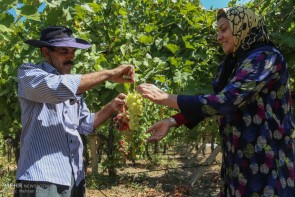 برداشت انگور از باغات آذربایجان غربی آغاز شد/رتبه چهارم استان در تولید انگور در کشور