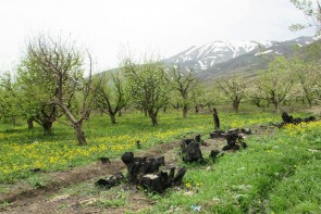 سیلوانا؛ بهشت پنهان در سرزمین آذربایجان 