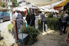 فصل عرقیات گیاهی در ارومیه آغاز شده است/ آذربایجان‌غربی قطب گیاهان دارویی