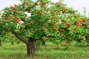 کشاورزی آذربایجان غربی همچنان در رکود/خریداری برای میوه های هسته دار وجود ندارد
