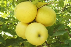 سیب و انگور ارومیه به کشورهای عراق، روسیه و ترکیه صادر می شود